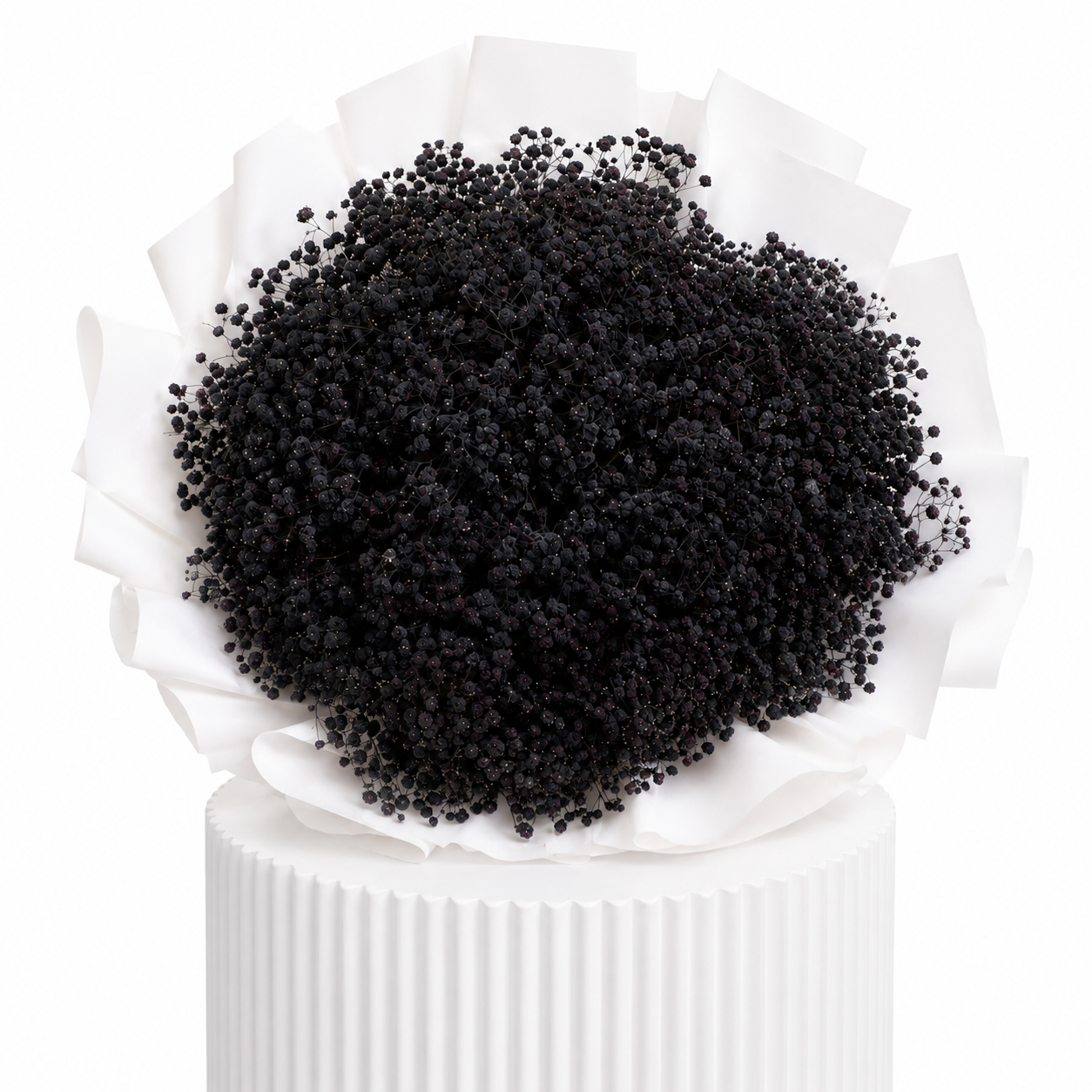 Black Baby Breath