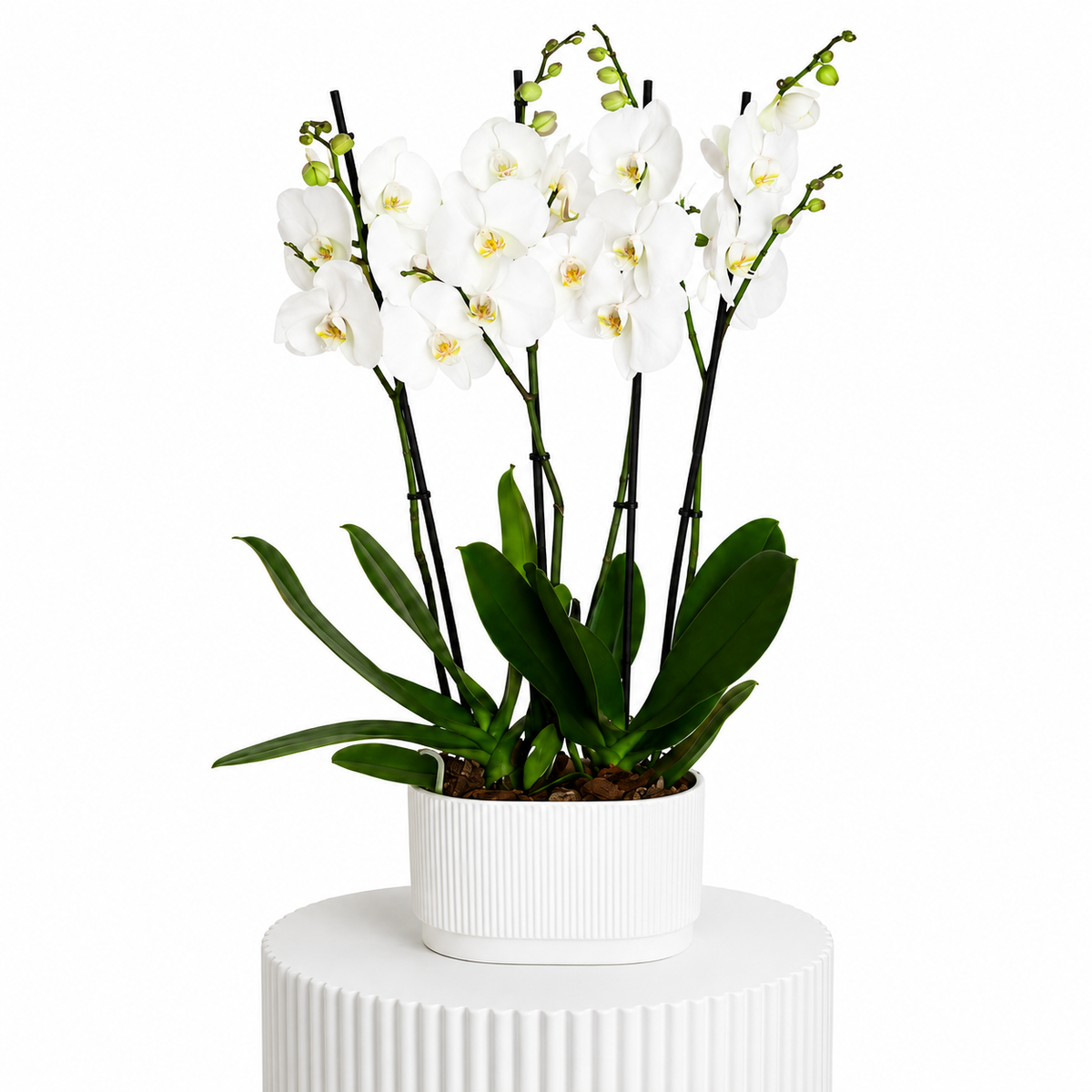 Two Orchids