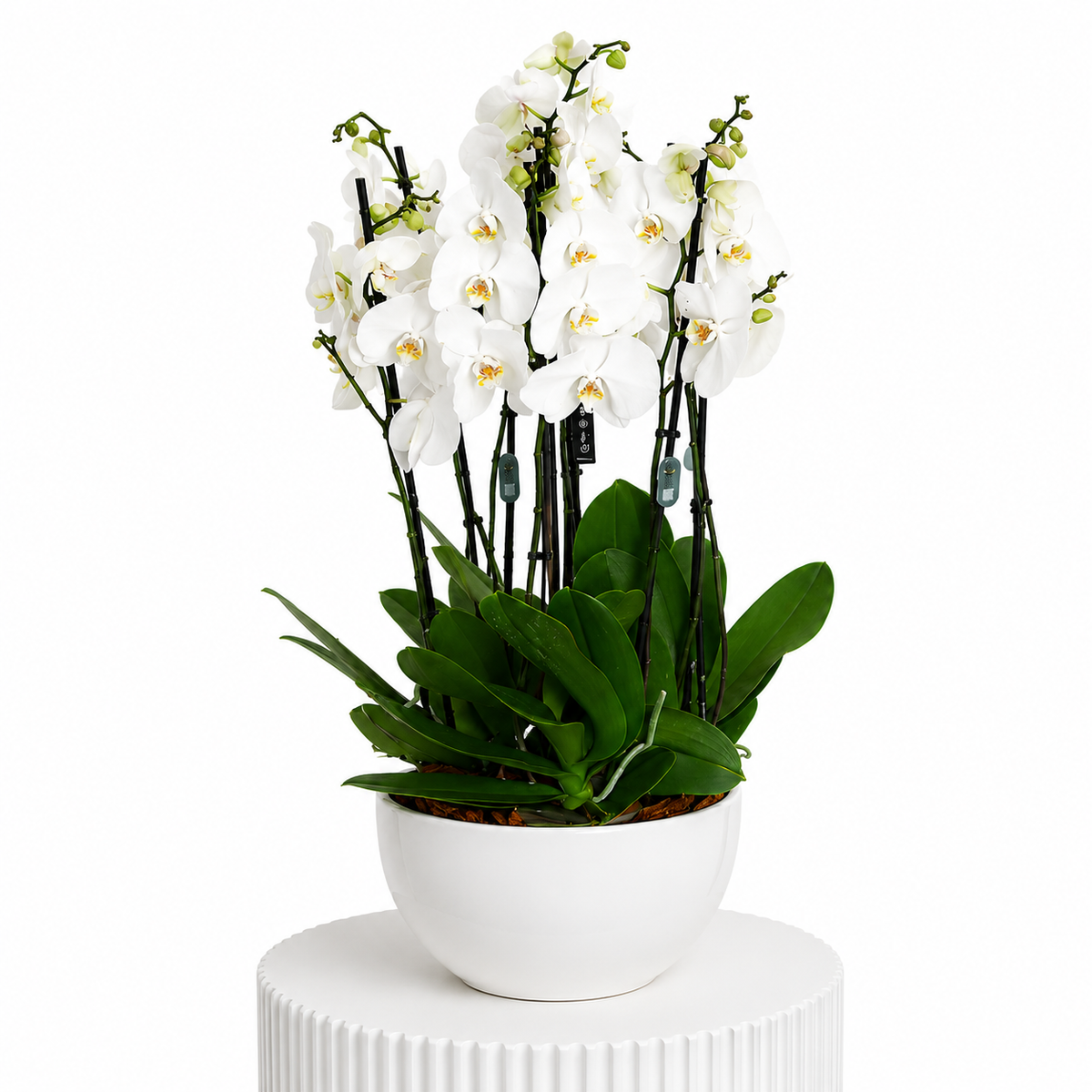 Three Orchids