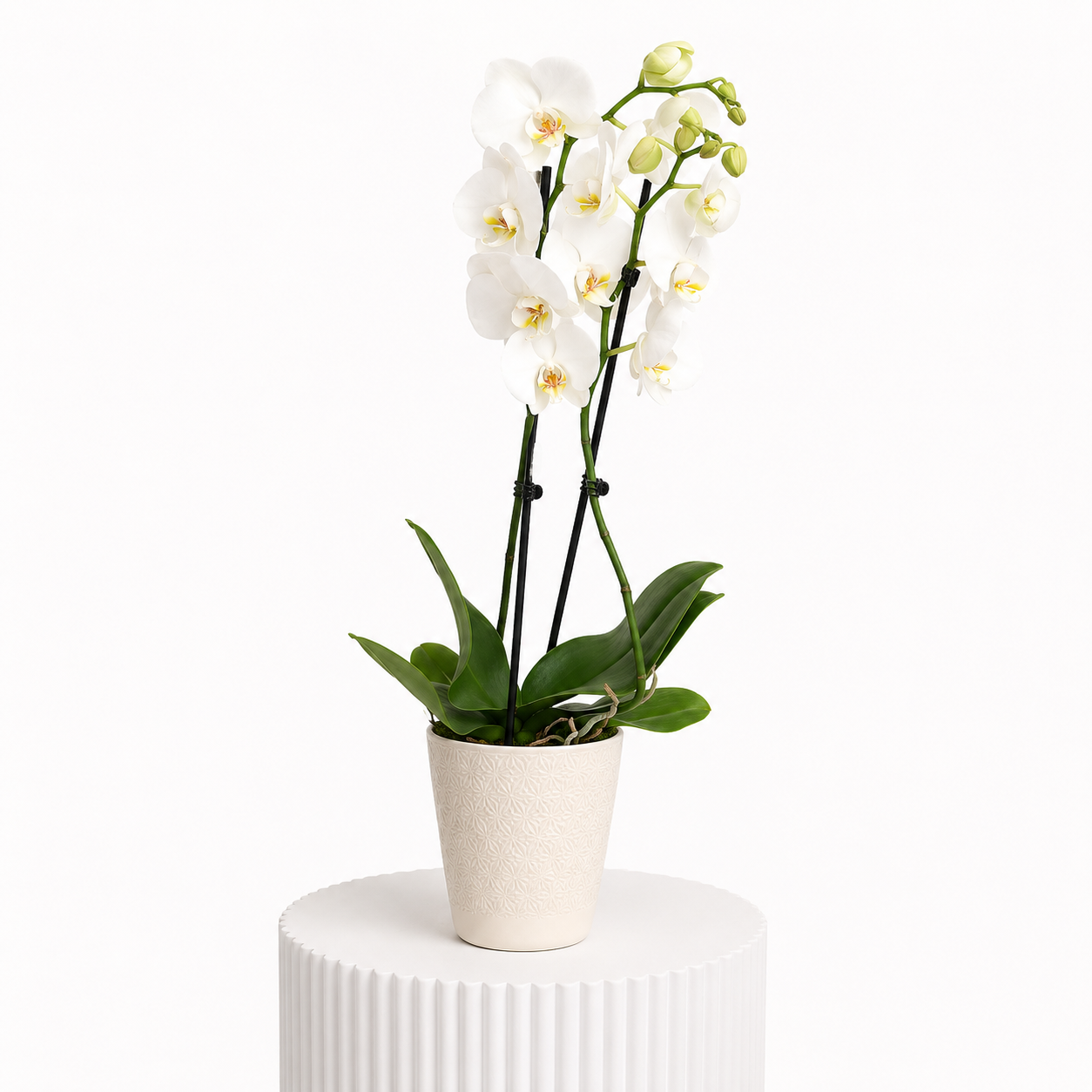 White Orchids