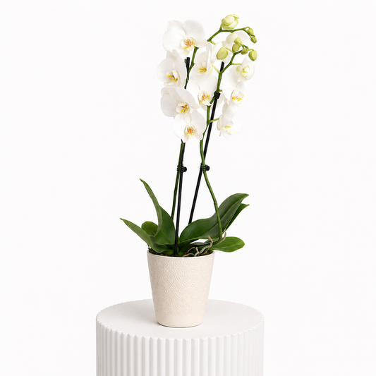 White Orchids