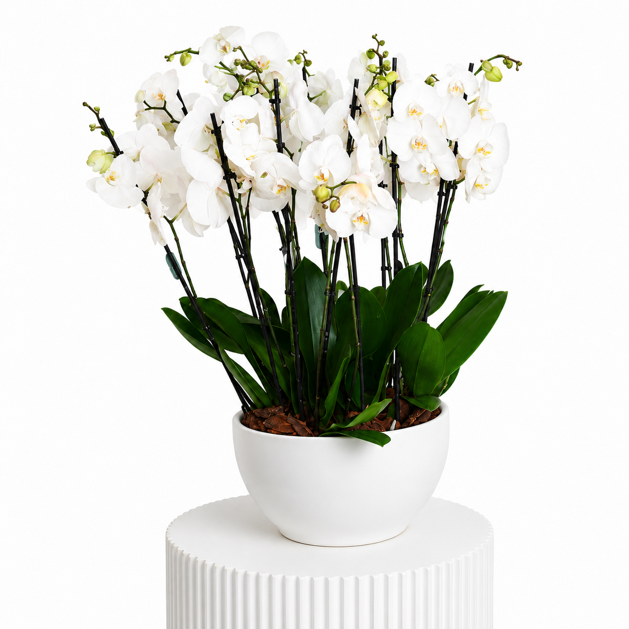 Eight Orchids