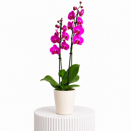 Purple Orchids