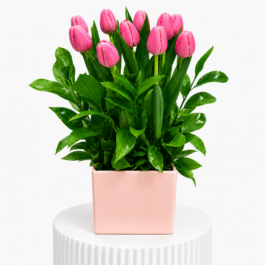 The Little Tulips Box